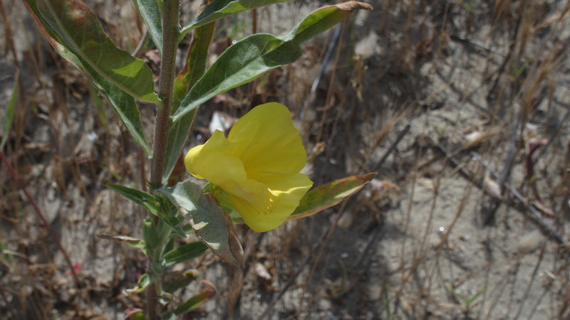 Sulle dune 2 - Oenothera sp.